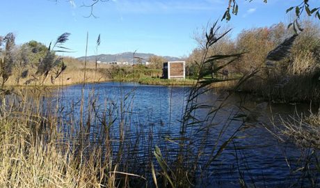 Aiguamolls del Pla de Santa Maria, a l'Alt Camp
