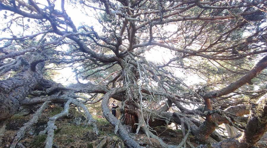 Un dels 145 arbres inventariats al Parc Natural de l'Alt Pirineu