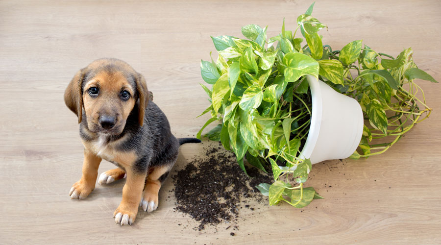 Un cadell que ha tombat una torreta