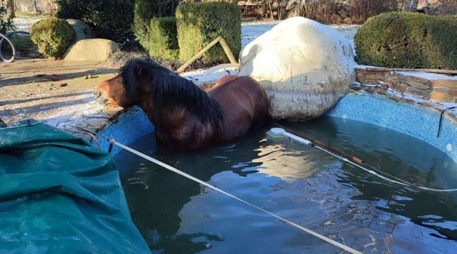 Cavall dins de la piscina, a la Seu, abans de ser rescatat