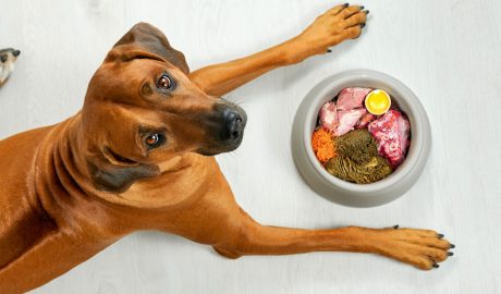 Un gos davant de la seva menjadora