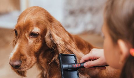 Una noia raspallant un gos