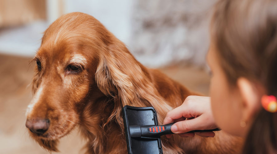 Una noia raspallant un gos 