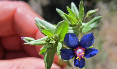 Una planta aromàtica del Montsant