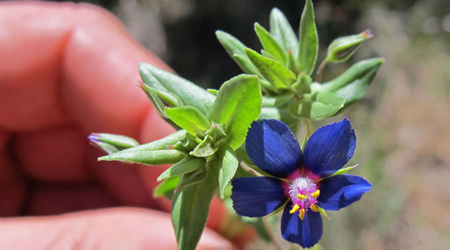 Una planta aromàtica del Montsant
