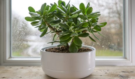 Una planta de Jade, atrau la bona sort, diners i amor