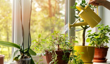 Plantes d'interior