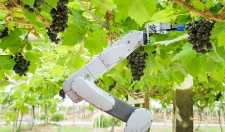 Un robot collint raïm de la vinya