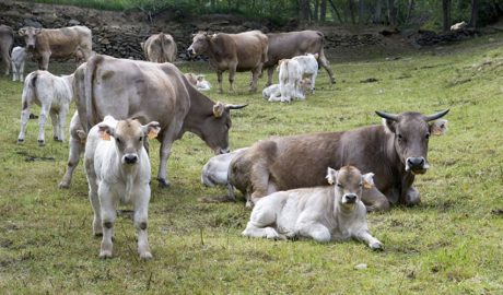 Un ramat de vaques i vedells pasturant