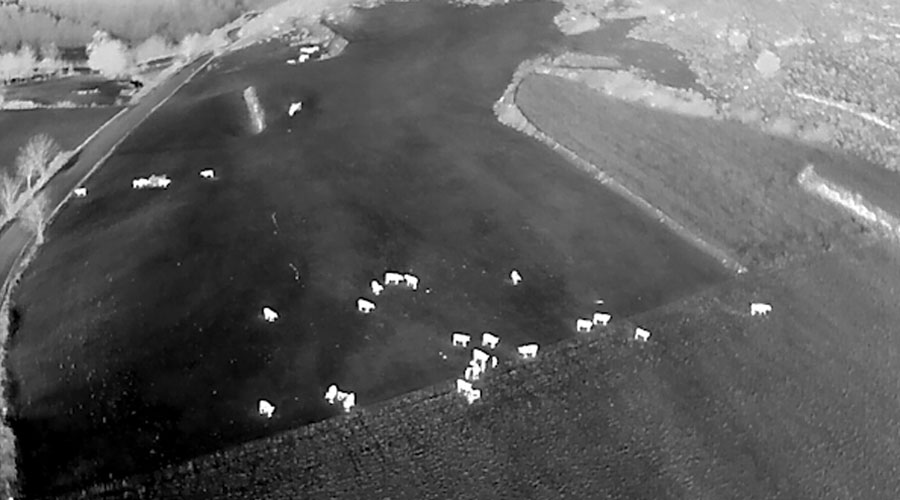 Un ramat de vaques vistes des d'un dron amb una càmera tèrmica (Aurobotics)