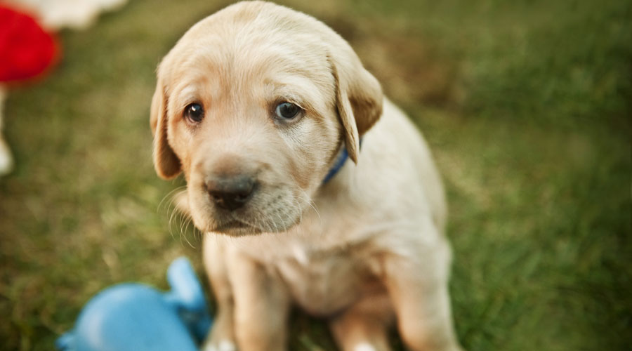 Un cadell de gos (iStock)