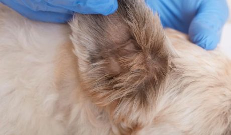 Veterinari mirant un gos per si té paràsits