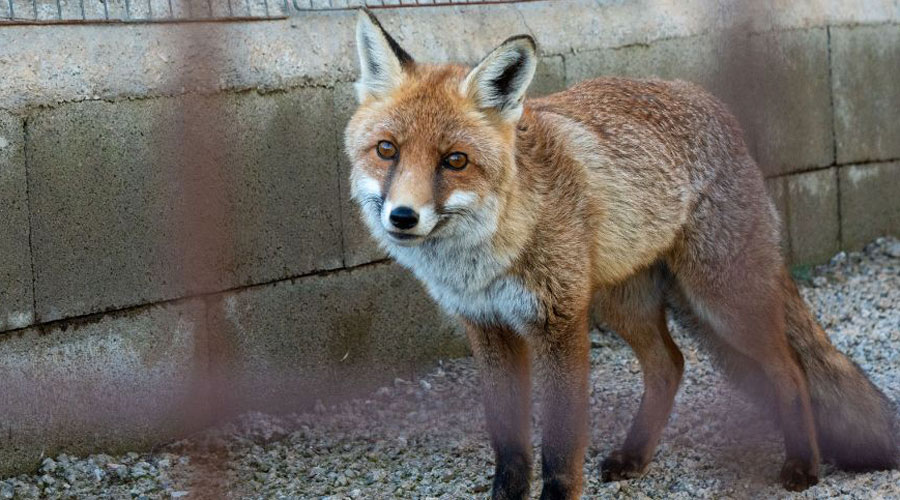 La guineu Guille ja té 8 anys. Les seves dents ja no són les més fortes (Zoo del Pirineu)