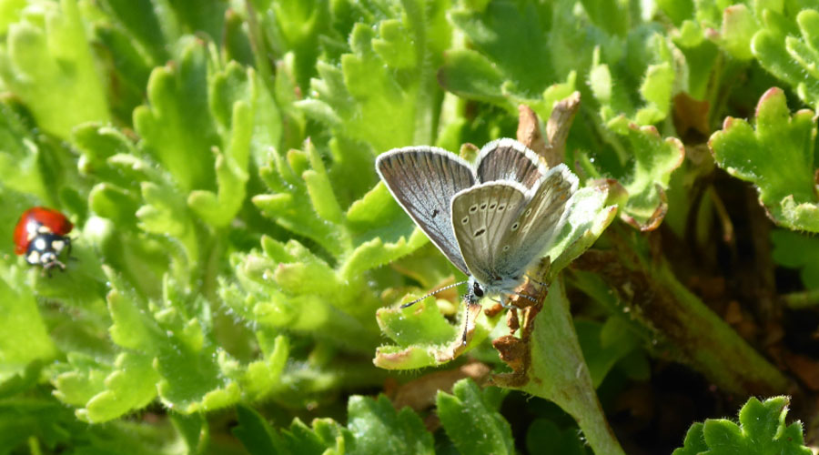 Un exemplar de papallona Moreneta Grisa (Gencat)