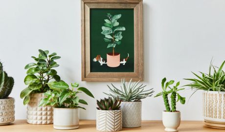 Diverses plantes d'interior