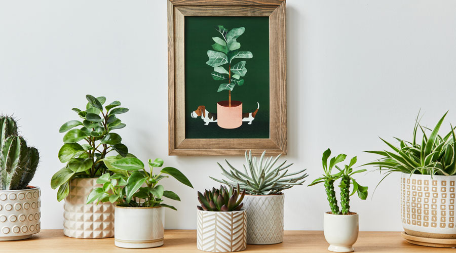 Diverses plantes d'interior (iStock)