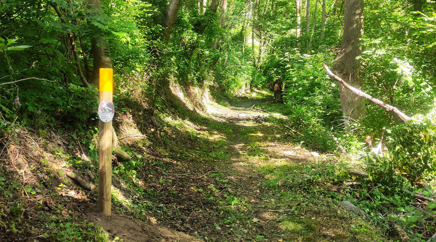 Un dels camins desbrossats a l'Alt Urgell