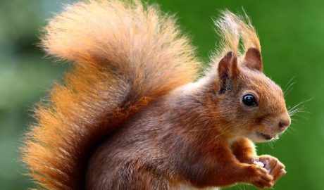 Els esquirols sovint travessen la carretera. Atura el teu cotxe i espera que l’esquirol desaparegui en la vegetació