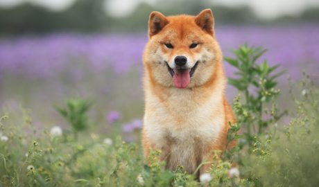 Un gos de raça Shiba Inu