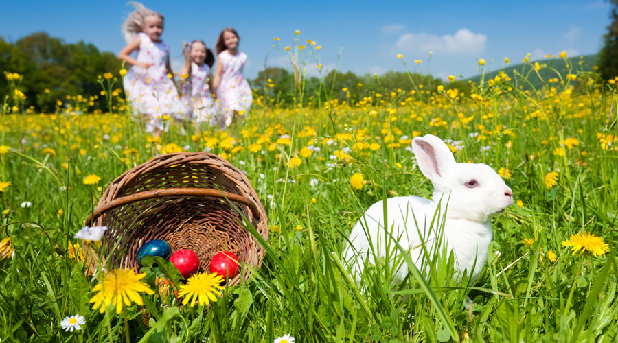 El conill, un animal molt associat amb la Pasqua (Getty images)
