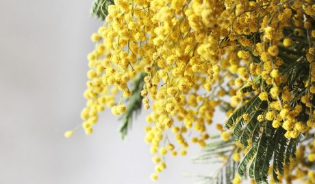 Flor de la mimosa