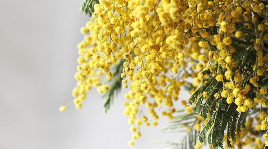 Flor de la mimosa (Getty images)