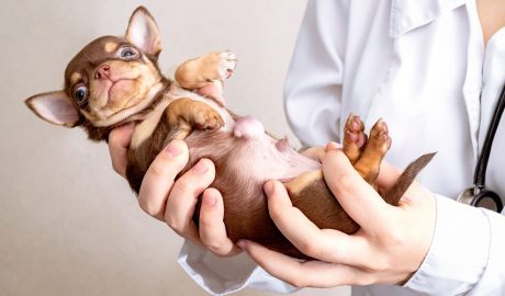 Una veterinària amb un gos