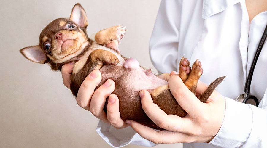 Una veterinària amb un gos (Getty images)