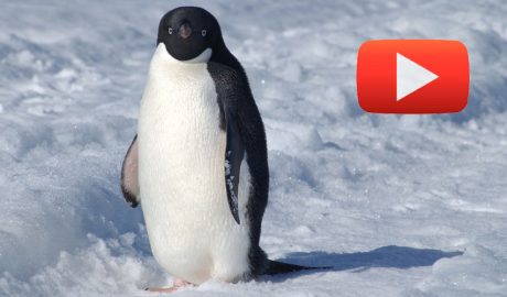 Un pingüí