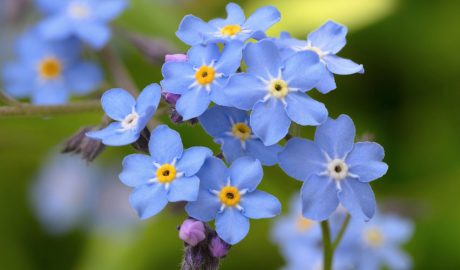 De la Myosotis en surt la flor Nomoblidis