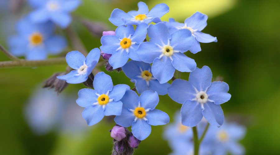 De la Myosotis en surt la flor Nomoblidis (iStock)