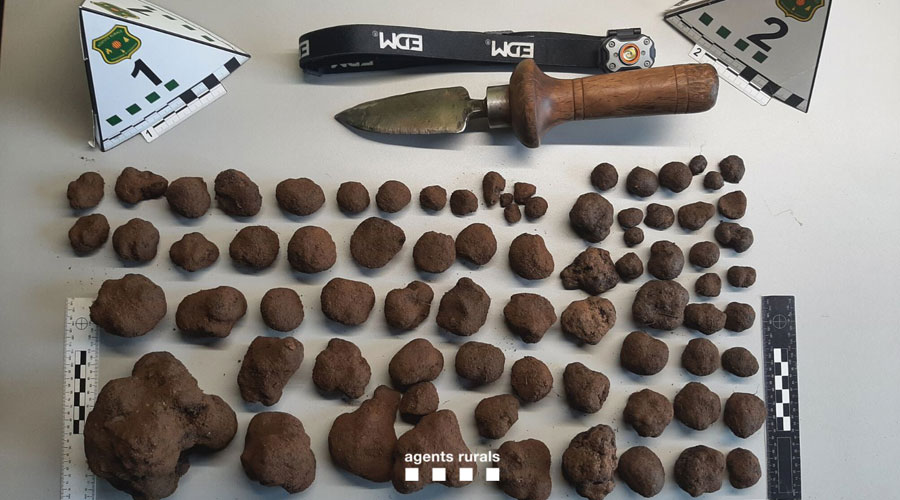 Comís de tòfones fet per part d'Agents Rurals (Gencat)