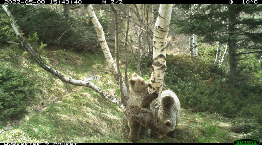 Dues femelles d'os captades pel Grup de Seguiment Transfronterer de l'Os Bru al Pirineu (Foto: GenCat)