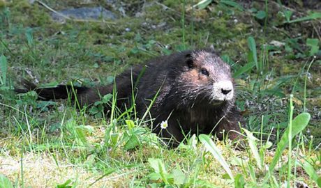 Un exemplar de marmota de Vancouver