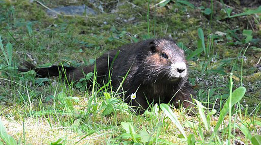 Un exemplar de marmota de Vancouver (Sostenible o Sustentable)