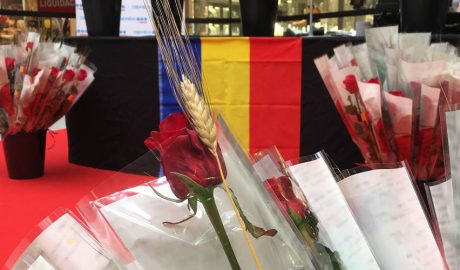 Espectaculars roses per Sant Jordi a illa Carlemany