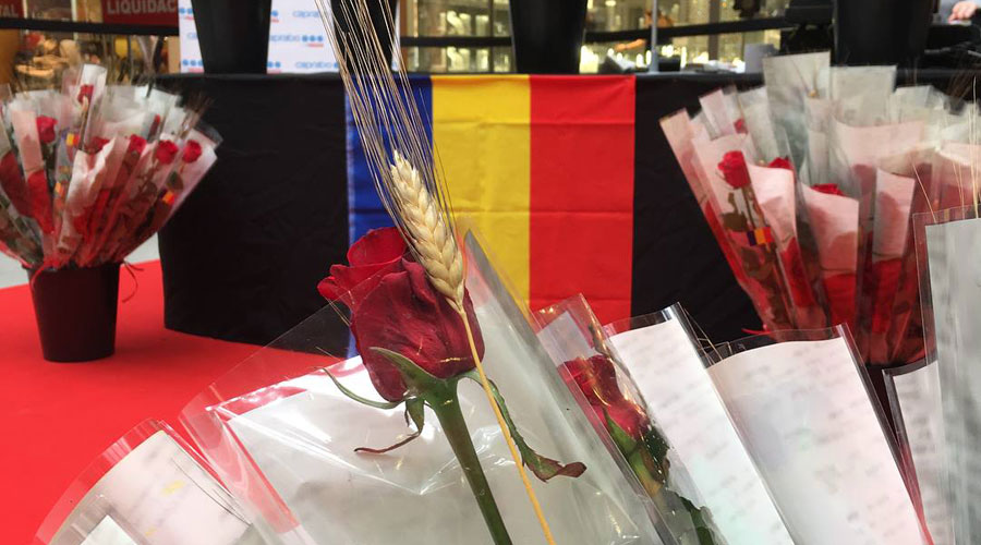 Espectaculars roses per Sant Jordi a illa Carlemany (illa Carlemany)