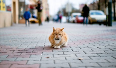 Un gat perdut