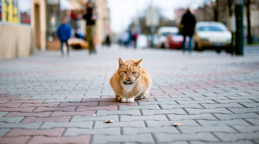 Un gat perdut (iStock)