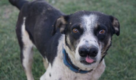 Un exemplar de gos Catalburun