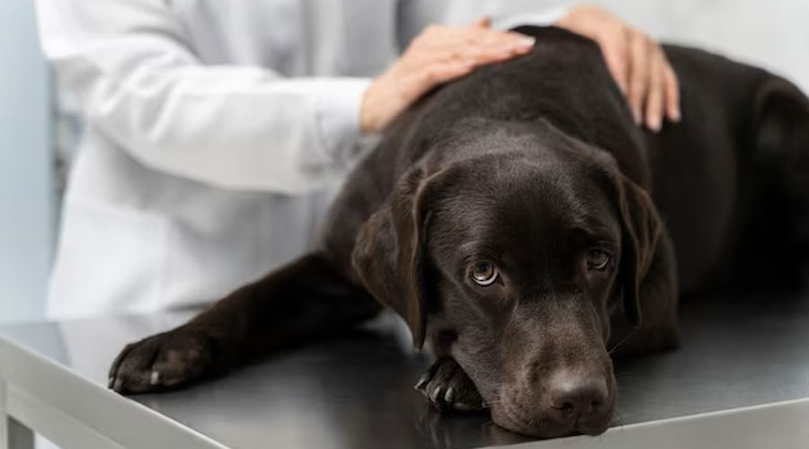 Un gos malalt al veterinari (freepik)