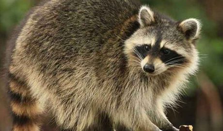 Un os rentador de Cozumel