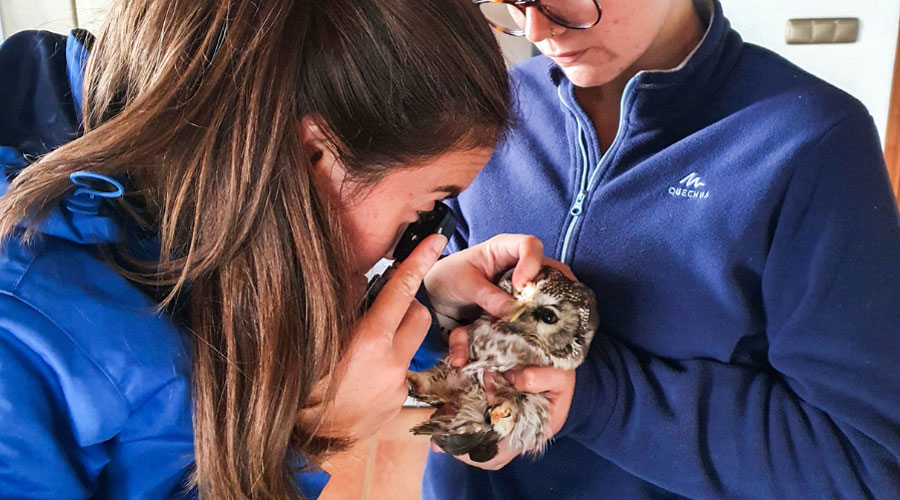 La Fundació Zoo del Pirineu s’especialitza en aus rapinyaires i mamífers (Zoo del Pirineu)
