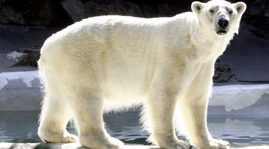L'os polar, un dels animals en perill d'extinció (Consumer Eroski)