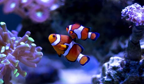 Un parell de peixos en una peixera