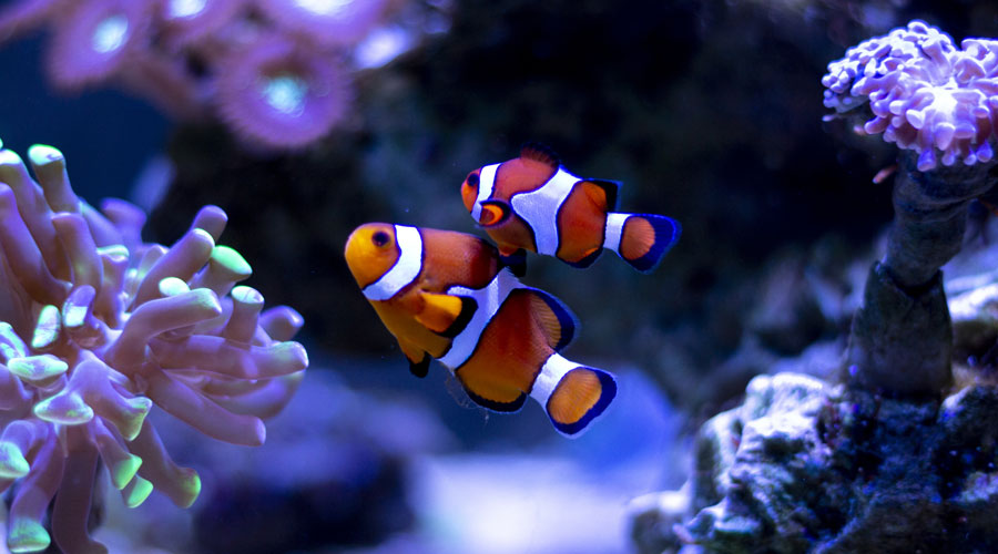 Un parell de peixos en una peixera (iStock)