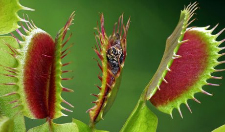 Una planta carnívora Venus Atrapamosques
