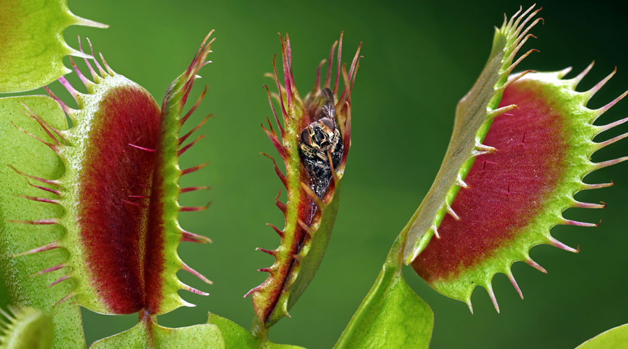 Una planta carnívora Venus Atrapamosques (Getty images)