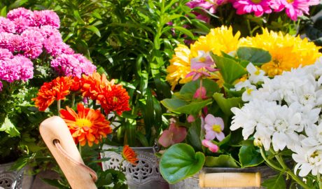 Plantes de primavera