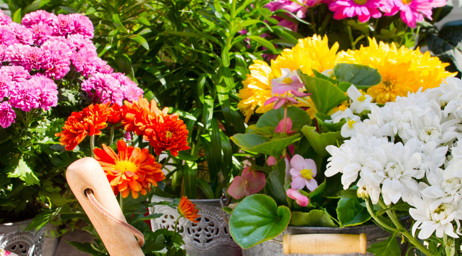 Plantes de primavera (iSock)